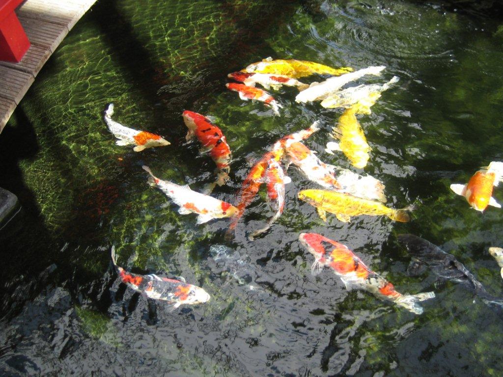 The Japanese Watergarden