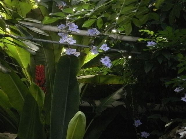The Japanese Watergarden